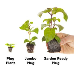 Geranium 'Ultimate Red' -Garden Plant Shop 410064 4