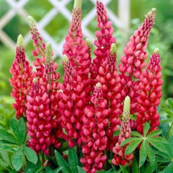 Lupin Gallery Mix -Garden Plant Shop 410123 2
