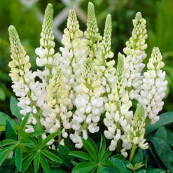 Lupin Gallery Mix -Garden Plant Shop 410123 3