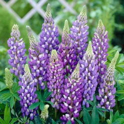 Lupin Gallery Mix -Garden Plant Shop 410123 4