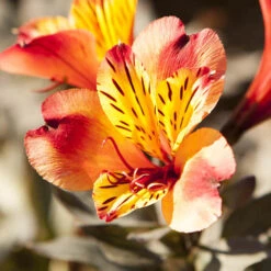 Hardy Alstroemeria 'Indian Summer' -Garden Plant Shop 480255 2