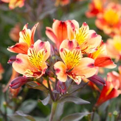 Hardy Alstroemeria 'Indian Summer' -Garden Plant Shop 480255 3
