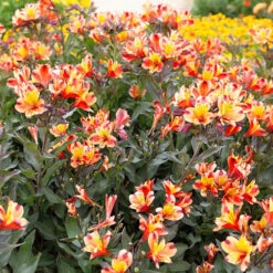 Hardy Alstroemeria 'Indian Summer' -Garden Plant Shop 480255 4