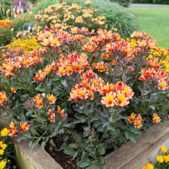 Hardy Alstroemeria 'Indian Summer' -Garden Plant Shop 480255 5