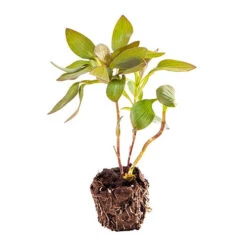 Hardy Alstroemeria 'Indian Summer' -Garden Plant Shop 480255 6