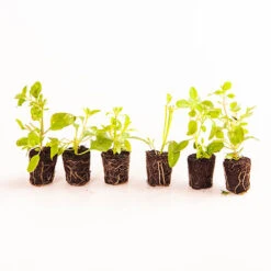 Chocolate Cosmos Collection 5 Chocolate Cosmos Collection -Garden Plant Shop 480735 2