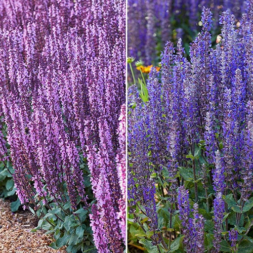 Salvia Nemorosa Midnight Mix 1 Salvia Nemorosa Midnight Mix