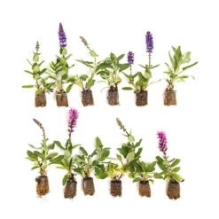 Salvia Nemorosa Midnight Mix 7 Salvia Nemorosa Midnight Mix -Garden Plant Shop 480938 3