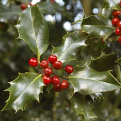 Holly Ilex X Meserveae 'Blue Maid' Standard -Garden Plant Shop 510182 2