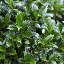 Holly Ilex X Meserveae 'Blue Maid' Standard -Garden Plant Shop 510182 3