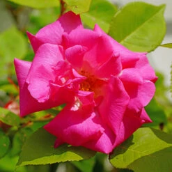 Garden Plant Shop -Garden Plant Shop 530162 1