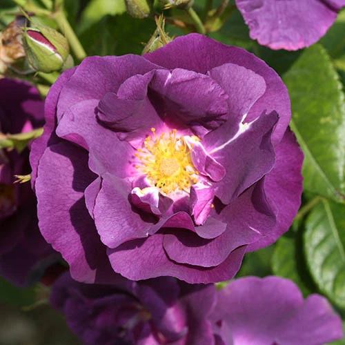 Rose 'Rhapsody In Blue' 1 Rose 'Rhapsody In Blue'