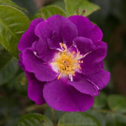 Rose 'Rhapsody In Blue' 7 Rose 'Rhapsody In Blue' -Garden Plant Shop 530182 2