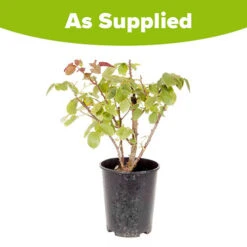 Rose 'Rhapsody In Blue' 8 Rose 'Rhapsody In Blue' -Garden Plant Shop 530182 3