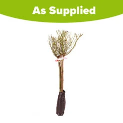 Patio Standard Roses Collection -Garden Plant Shop 530199 5