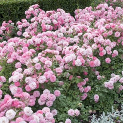 6 X Groundcover Roses -Garden Plant Shop 530262 2