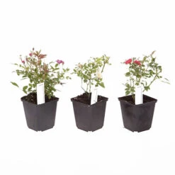 6 X Groundcover Roses -Garden Plant Shop 530262 4