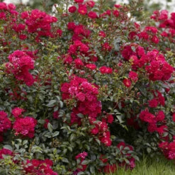 6 X Groundcover Roses -Garden Plant Shop 530262 5