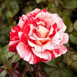 Rose 'Raspberry Ripple' (Papageno)