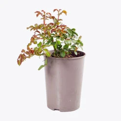 Garden Plant Shop -Garden Plant Shop 530413 1