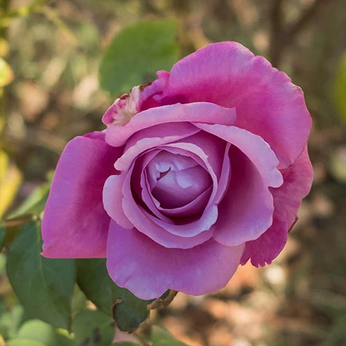 Rose 'Harry Edland' 1 Rose 'Harry Edland'