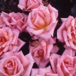 Rose Climbing Compassion