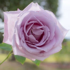 Rose 'Blue Moon'