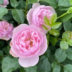 Rose Natasha Richardson -Garden Plant Shop 531010 4