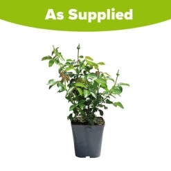 Rose Natasha Richardson -Garden Plant Shop 531010 5