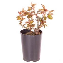 Rose Eureka 3L Potted -Garden Plant Shop 531017 2