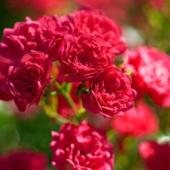 Rose The Fairy 1.5L X3 -Garden Plant Shop 531029 2