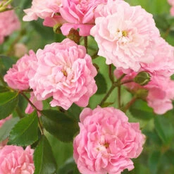 Rose The Fairy 1.5L X3 -Garden Plant Shop 531029 3