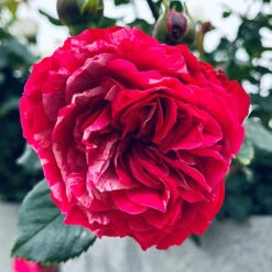 Rose Duke Of Edinburgh -Garden Plant Shop 540034 4