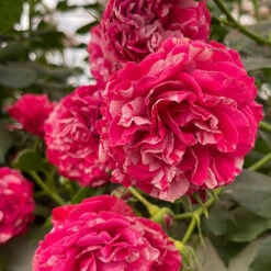 Rose Duke Of Edinburgh -Garden Plant Shop 540034 5