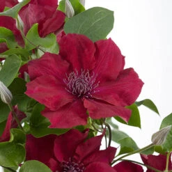 Patio Clematis Collection X 3, BOULEVARD(R) Series -Garden Plant Shop 550177 4