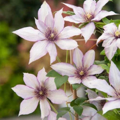 Patio Clematis Collection X 3, BOULEVARD(R) Series -Garden Plant Shop 550177 6