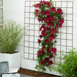 Patio Clematis Collection X 3, BOULEVARD(R) Series -Garden Plant Shop 550177 7