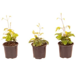 Patio Clematis Collection X 3, BOULEVARD(R) Series -Garden Plant Shop 550177 8