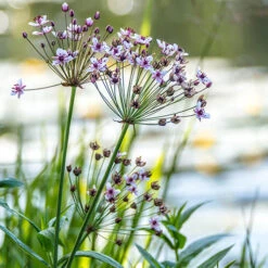 Pond Plant Collection -Garden Plant Shop 560559 2