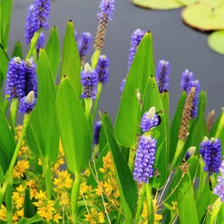 Pond Plant Collection -Garden Plant Shop 560559 5