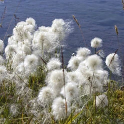 Pond Plant Collection -Garden Plant Shop 560559 6