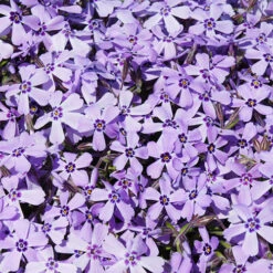Carpet Phlox Collection -Garden Plant Shop 560712 3