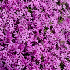Carpet Phlox Collection -Garden Plant Shop 560712 4
