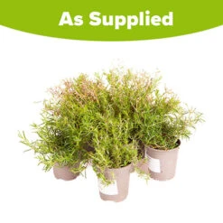 Carpet Phlox Collection -Garden Plant Shop 560712 5