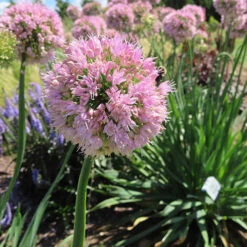 Garden Plant Shop -Garden Plant Shop 561182 1