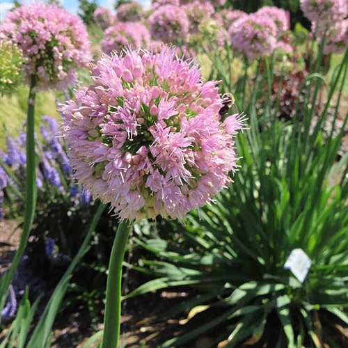 Allium Bubble Bath 2 Allium Bubble Bath - Image 2