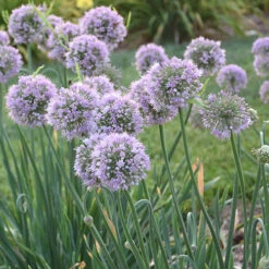Allium Bubble Bath 7 Allium Bubble Bath -Garden Plant Shop 561182 2
