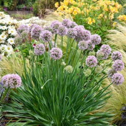 Allium Bubble Bath 8 Allium Bubble Bath -Garden Plant Shop 561182 3