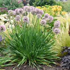 Allium Bubble Bath 9 Allium Bubble Bath -Garden Plant Shop 561182 4