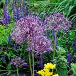 Allium 'Christophii' -Garden Plant Shop 600120 3